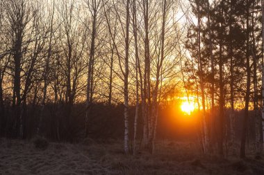 Kırsal kesimde ilkbahar manzarası. Güzel gün batımı