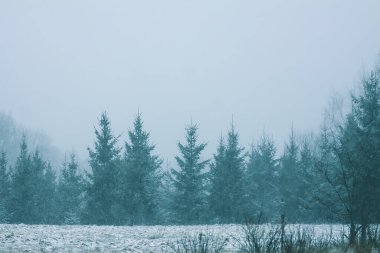 Kırsal kesimde kış doğası ayrıntıları.