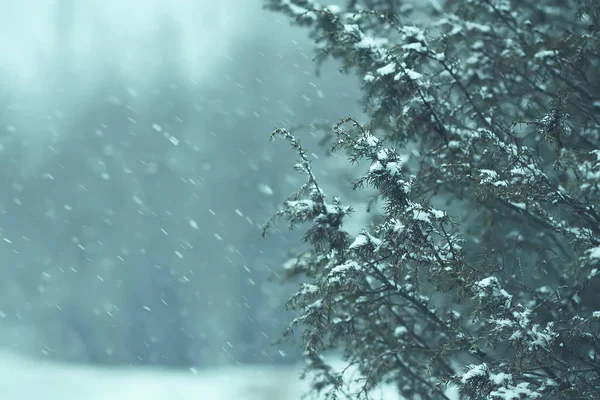 Winter Nature Details Countryside Juniper Tree Prickly Branches Snow — Stock Photo, Image