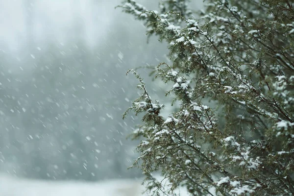Winter Natur Details Der Landschaft Wacholderbaum Stachelt Äste Schnee — Stockfoto