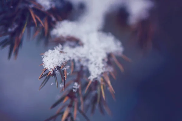 Winter Natur Details Der Landschaft Wacholderbaum Stachelt Äste Schnee — Stockfoto