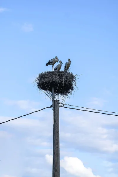 Família Cegonhas Brancas Ninho Poste Elétrico — Fotografia de Stock