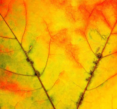 Renkli sonbahar akçaağaç yaprakları kapanıyor