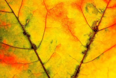 Renkli sonbahar akçaağaç yaprakları kapanıyor