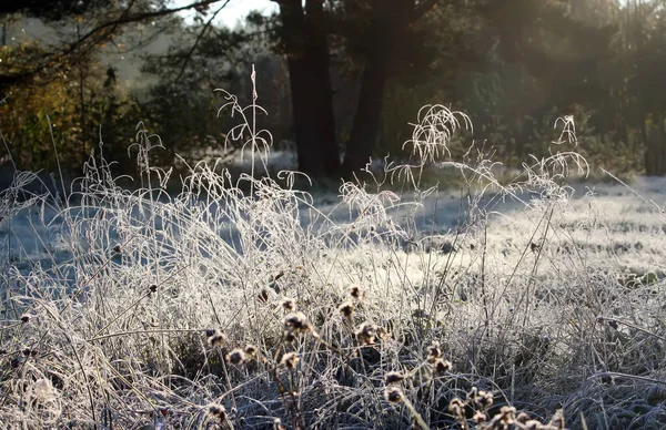 氷の結晶と緑の草 秋の牧草地でリム — ストック写真
