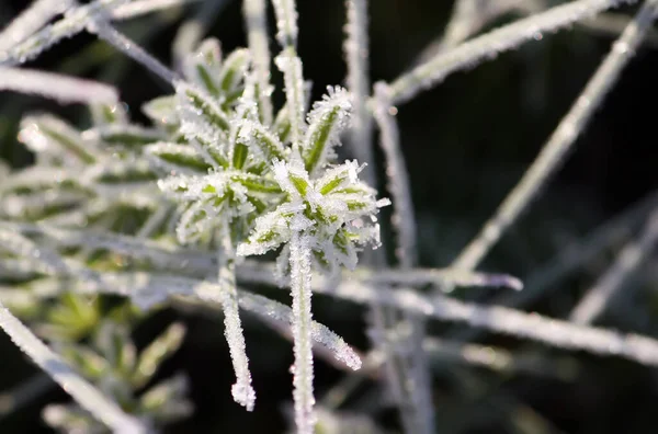 Grünes Gras Mit Eiskristallen Kalk Auf Der Herbstwiese — Stockfoto