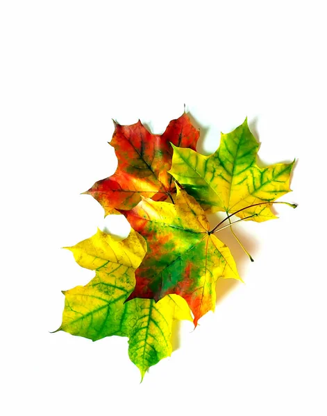 Цветные Осенние Кленовые Листья Белом Фоне — стоковое фото