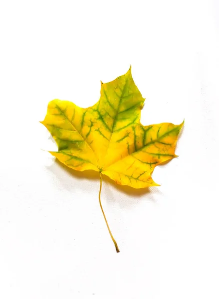 Colorful Autumn Maple Leaves White Background — Stock Photo, Image