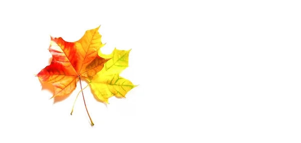 Barevné Podzimní Javorové Listy Bílém Pozadí — Stock fotografie