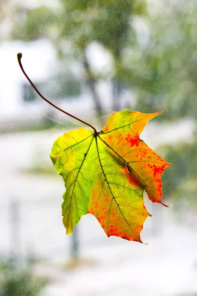 Цветные Осенние Листья Клена Оконном Стекле — стоковое фото