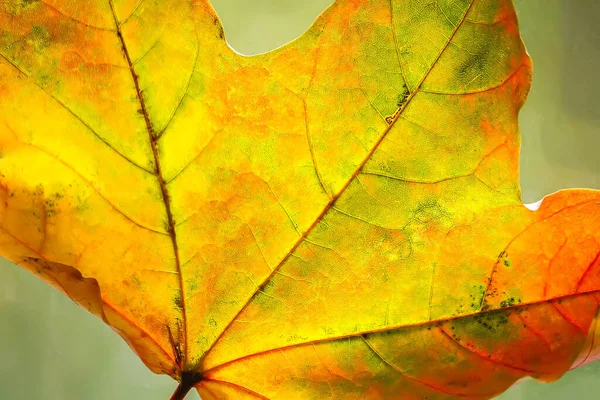 Folhas Bordo Outono Coloridas Fechar — Fotografia de Stock