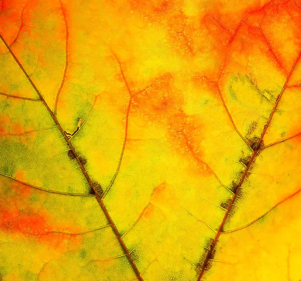 Renkli sonbahar akçaağaç yaprakları kapanıyor