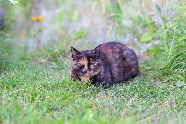 Çok Renkli Genç Kedi Dışarıda Yeşil Çimlerde Oturuyor — Stok fotoğraf