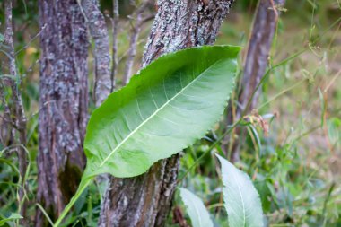 Büyük yeşil yapraklı Inula helenyum bitkisi. Yaz bahçesinde şifalı bitkiler.