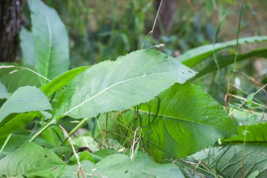Büyük yeşil yapraklı Inula helenyum bitkisi. Yaz bahçesinde şifalı bitkiler.