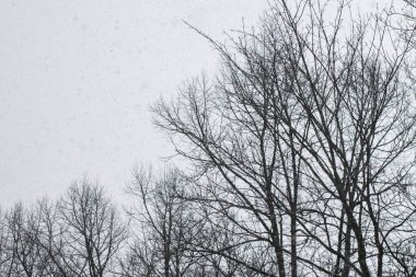 Çıplak dalları ve gökyüzü olan sakin bir mevsim sahnesi.