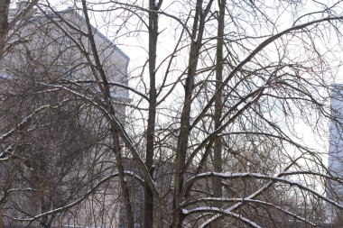 Çıplak kış dalları ile kasvetli şehir manzarası.