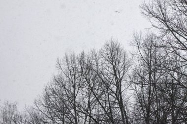 Çıplak dalları ve gökyüzü olan sakin bir mevsim sahnesi.