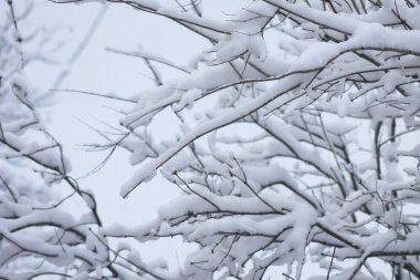 Soğuk mevsimsel manzarada karlı dallar.