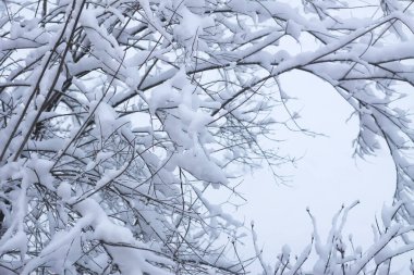 Beyaz kardaki ağaç dallarının sakin kış sahnesi.
