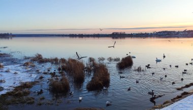 Letonya 'da su kuşlarıyla manzaralı kış nehri manzarası.
