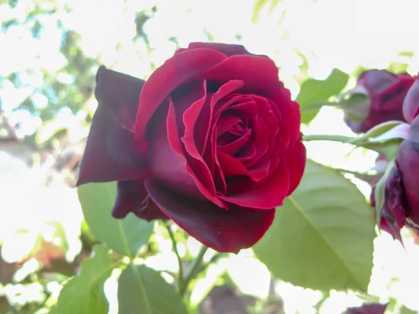 Vino Tinto Rosa Brote Que Crece Jardín Día Verano Sobre — Foto de Stock