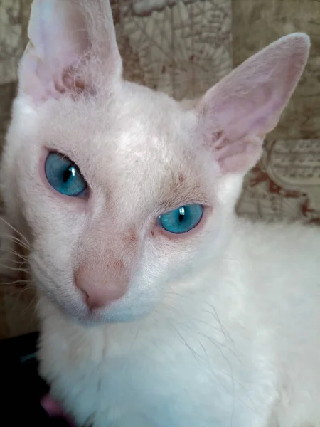 Biały Kot Rasa Zuchwały Sphinsk Niebieskich Oczach Wygląda Boku — Zdjęcie stockowe