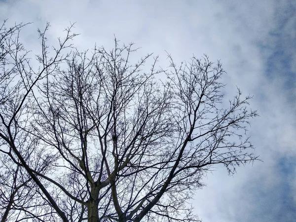 Корона Дерева Ветка Листьев Ранней Весной Против Голубого Неба — стоковое фото