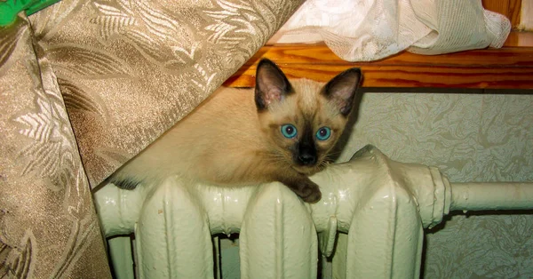 Siamese Gatinho Olhos Azuis Encontra Bateria Dia Inverno Aquece — Fotografia de Stock