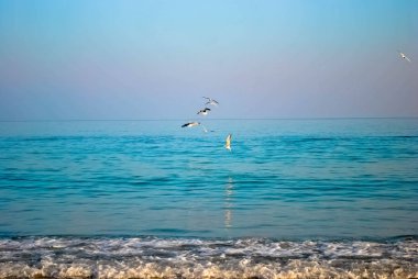 Üzerinde mavi bir gökyüzü ile açık havada denizde martılar uçmak
