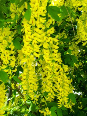 Baharda ağaçtan düşen sarı çiçekler.