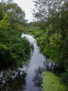 Yeşil ağaçlar arasında ormandaki nehir