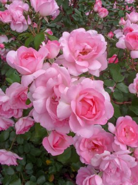 Pembe güller bir yaz günü bahçede bir çalı