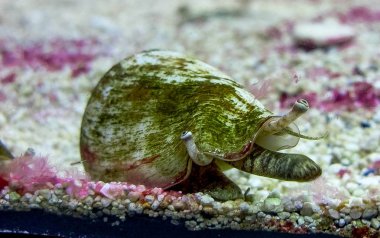 Rapan gözleri bir odak ile bir akvaryumda bir kabuk içinde