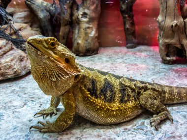 Terrarium içinde oturan büyük Iguata kertenkele