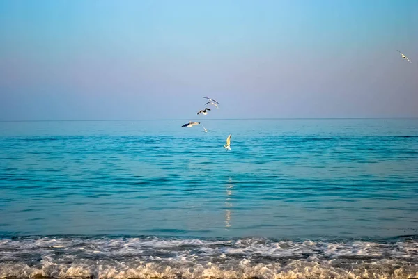 青い空と澄んだ海を飛ぶカモメ — ストック写真