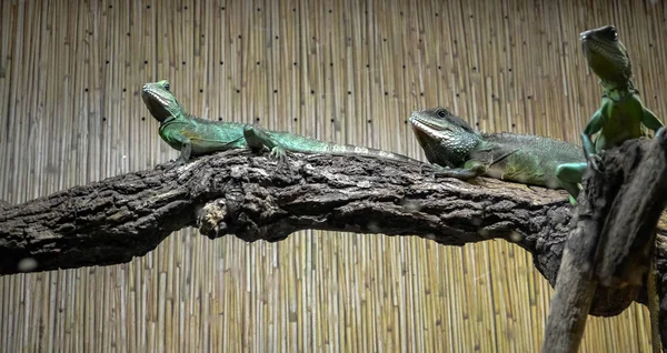 Tres Lagartos Verdes Están Sentados Una Rama Árbol Contra Una —  Fotos de Stock