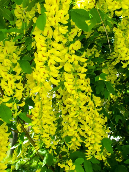 Yellow flowers falling down from a tree in spring