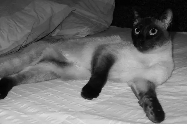 Siamese Gato Está Deitado Cama Olhando Para Cima Preto Branco — Fotografia de Stock