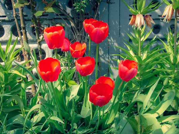 Pąki Czerwone Tulipany Uprawa Ogrodem Słoneczny Dzień Wiosnę — Zdjęcie stockowe