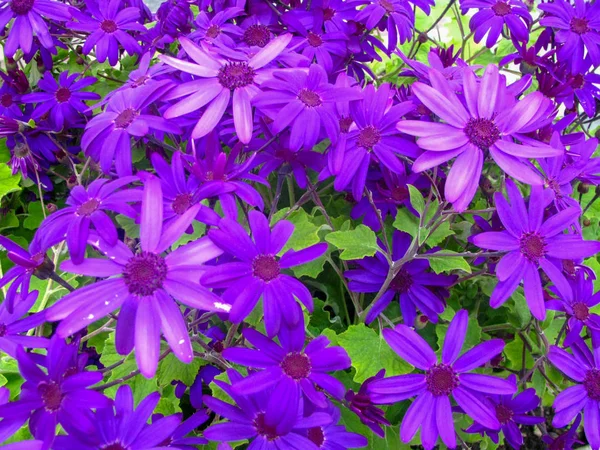 Множество Цветов Фиолетовых Гербера Клумбе Городе Днем — стоковое фото