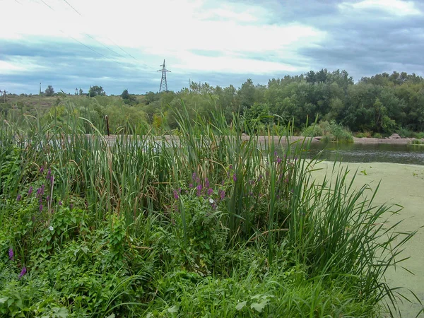 Ein Busch Aus Grünem Gras Mit Violetten Blüten Und Ein — Stockfoto