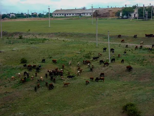 Sok Tehenek Legelnek Farm Közelében Hegy Oldalán — Stock Fotó