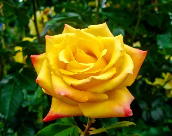 Бутоньєрка Жовтої Троянди Рожевою Облямівкою Тлі Листя Саду — стокове фото