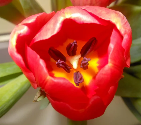 Jeden Czerwony Tulipan Makro Obraz Nasion Żółty Spód Wewnątrz Kwiat — Zdjęcie stockowe