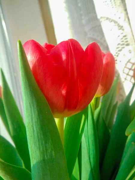 Kwiat Czerwony Tulipan Pierwszym Planie Zielonym Liści Poniżej Stoi Oknie — Zdjęcie stockowe