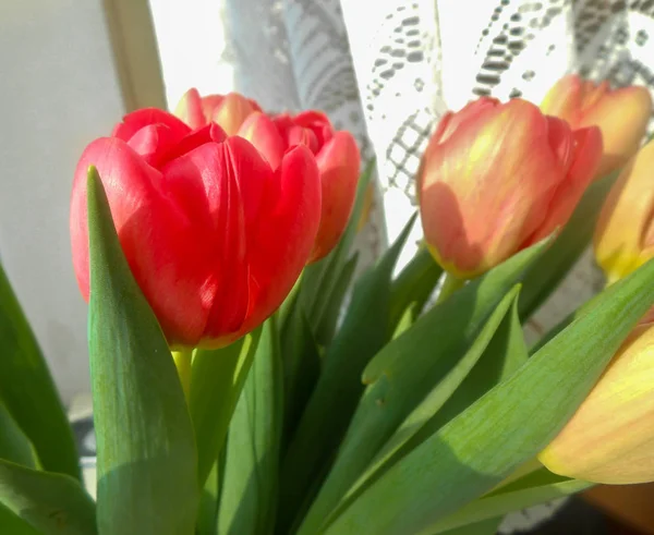 Bukiet Tulipanów Pierwszym Planie Jest Czerwony Tle Przepełnienia Żółty Trochę — Zdjęcie stockowe