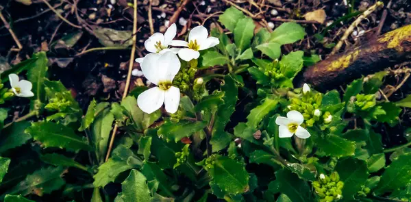 Plumeria Struiken Groeien Een Park Met Witte Bloemen Het Voorjaar — Stockfoto