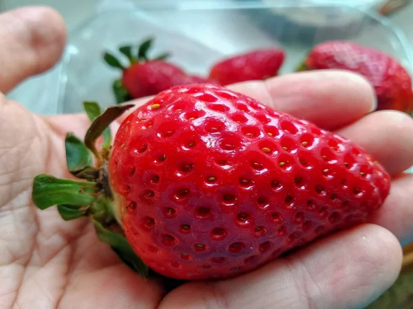 Big Red Ripe Strawberry Hand — Stock Photo, Image