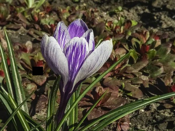 家の近くの庭に緑色の葉と紫のクロッカスと白の春の花 — ストック写真